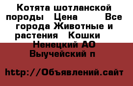 Котята шотланской породы › Цена ­ 40 - Все города Животные и растения » Кошки   . Ненецкий АО,Выучейский п.